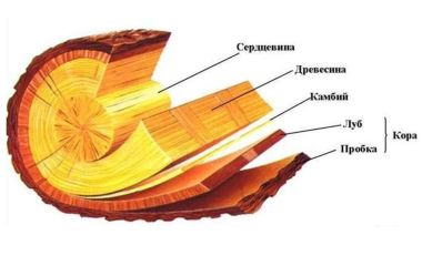 Строение древесины