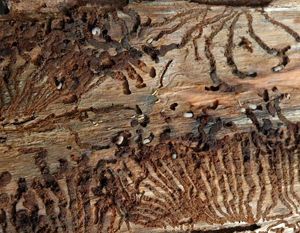 Имитация червоточин и следов жука-точильщика: механические и ударные методы