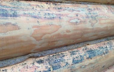 Как бороться с плесенью на древесине: причины, последствия и способы удаления